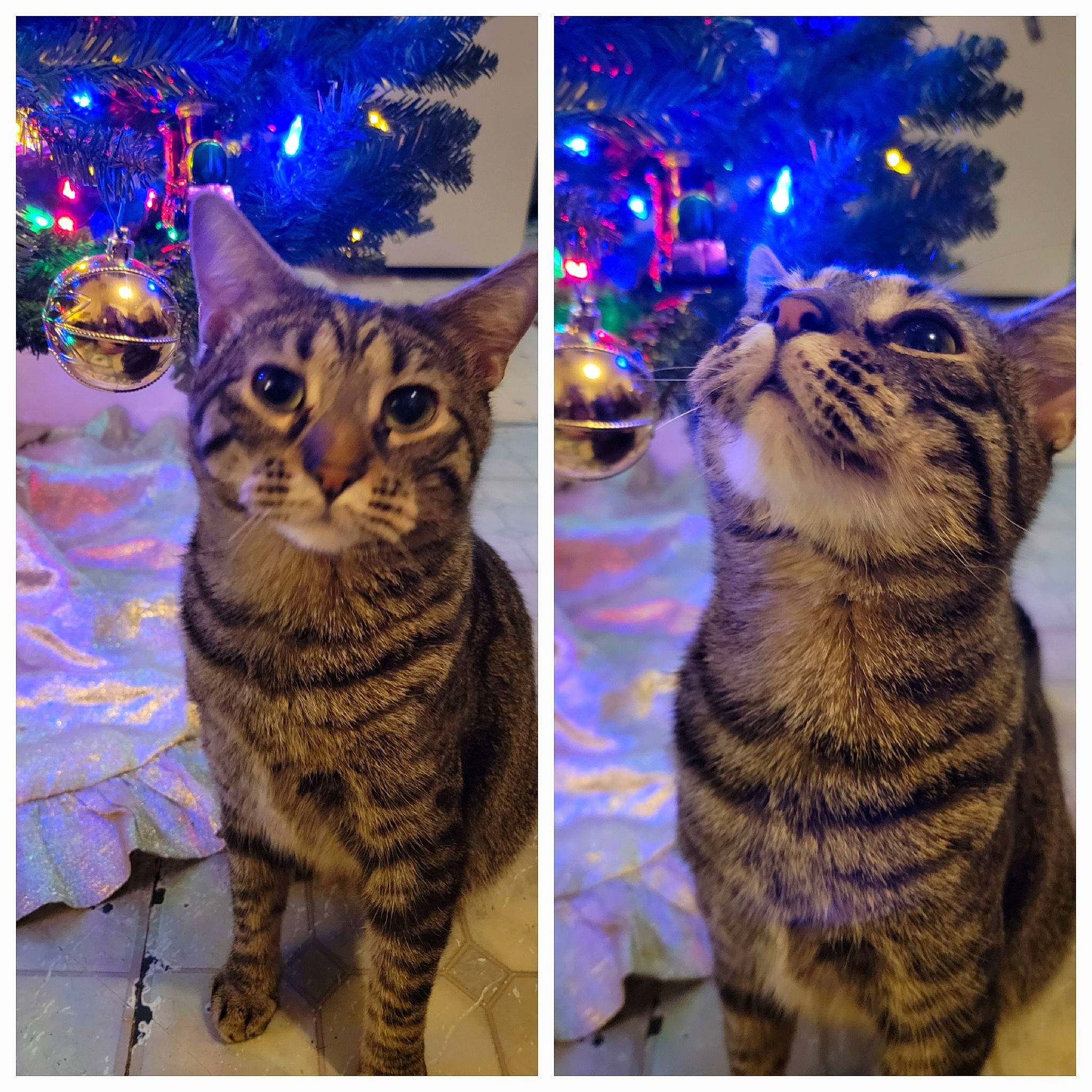 Jamarcus is registered to the contest to win money with this photo: beauty, carnivore, cat, christmas, christmas_decoration, christmas_ornament, christmas_tree, fawn, felidae, fur, light, mammal, organism, ornament, rectangle, small_to_medium_sized_cats, snapshot, snout, vertebrate, whiskers