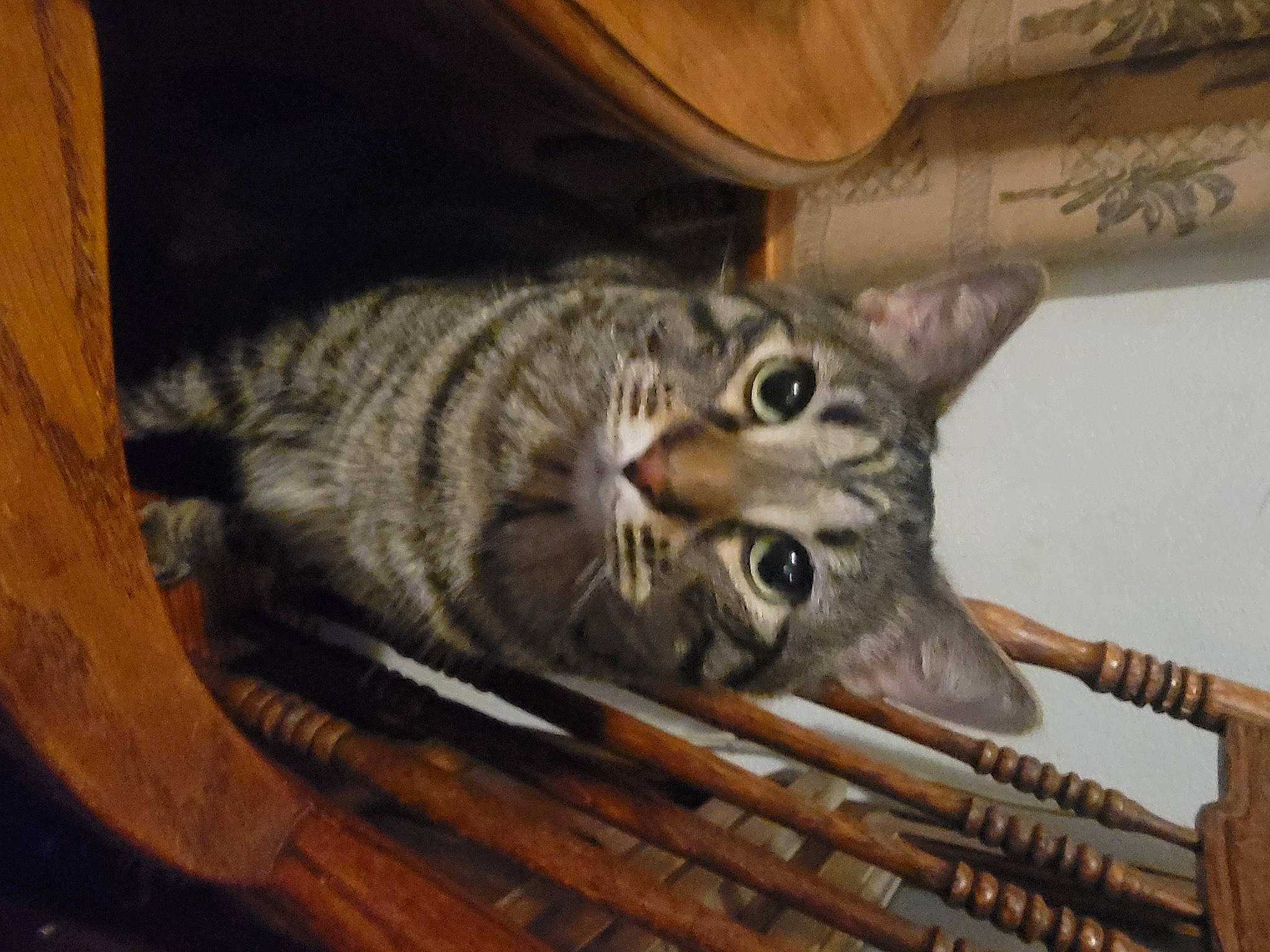 Jamarcus is registered to the contest to win money with this photo: carnivore, cat, cat_supply, claw, comfort, domestic_short_haired_cat, fang, felidae, fur, hardwood, metal, paw, room, small_to_medium_sized_cats, snout, tail, terrestrial_animal, whiskers, wildlife, wood