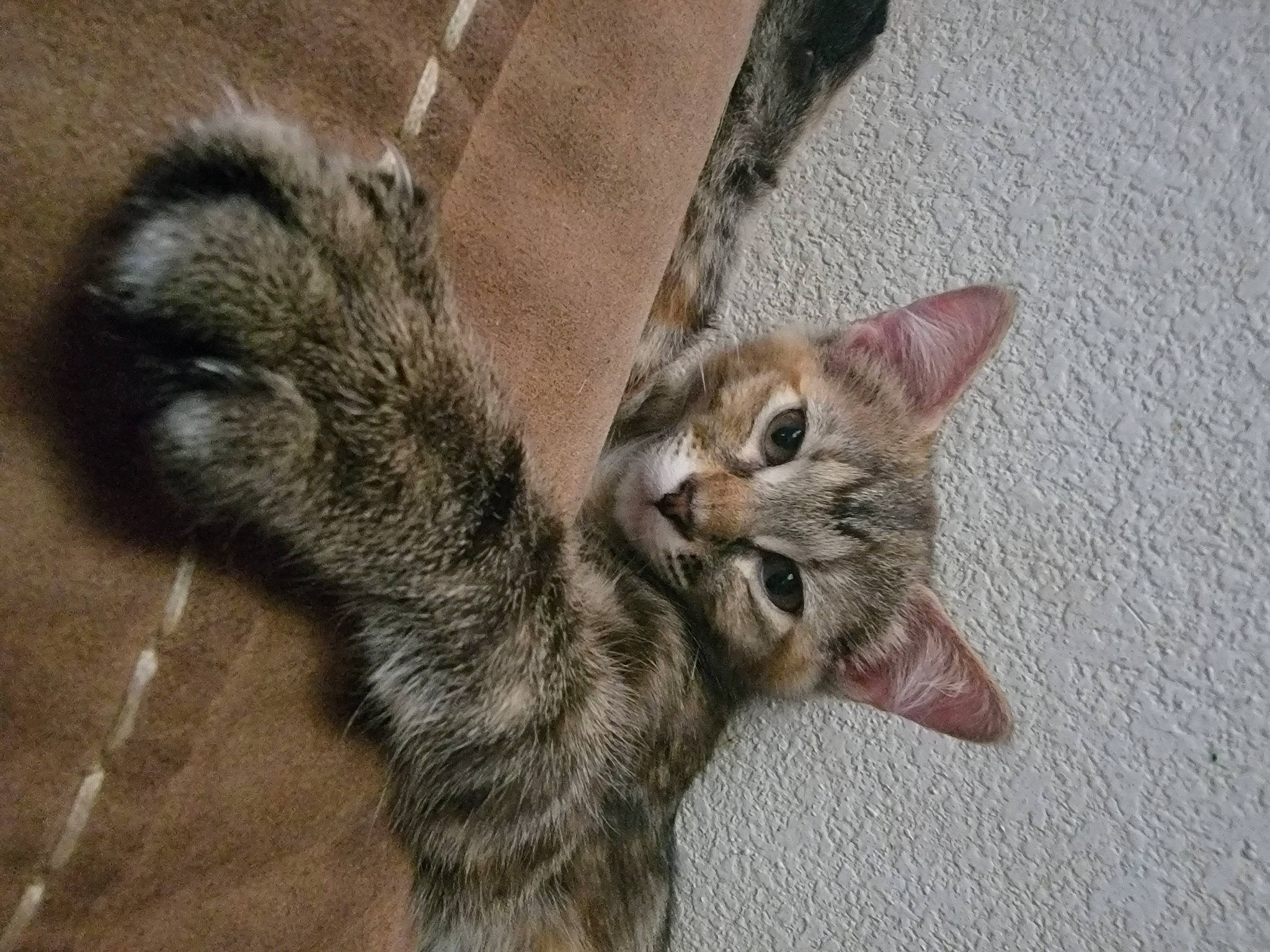 Luna joined the competition — help win amazing prizes! carnivore, cat, claw, domestic_short_haired_cat, fawn, felidae, foot, fur, paw, small_to_medium_sized_cats, tail, terrestrial_animal, whiskers, wildlife