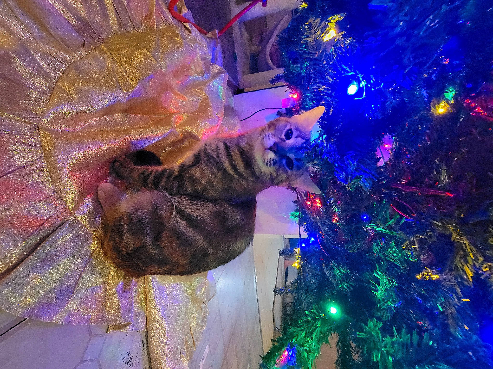 Luna is registered to the contest to win money with this photo: blue, cat, christmas_decoration, christmas_ornament, christmas_tree, decoration, electric_blue, event, evergreen, felidae, fun, holiday, holiday_ornament, light, magenta, organism, ornament, plant, purple, tree