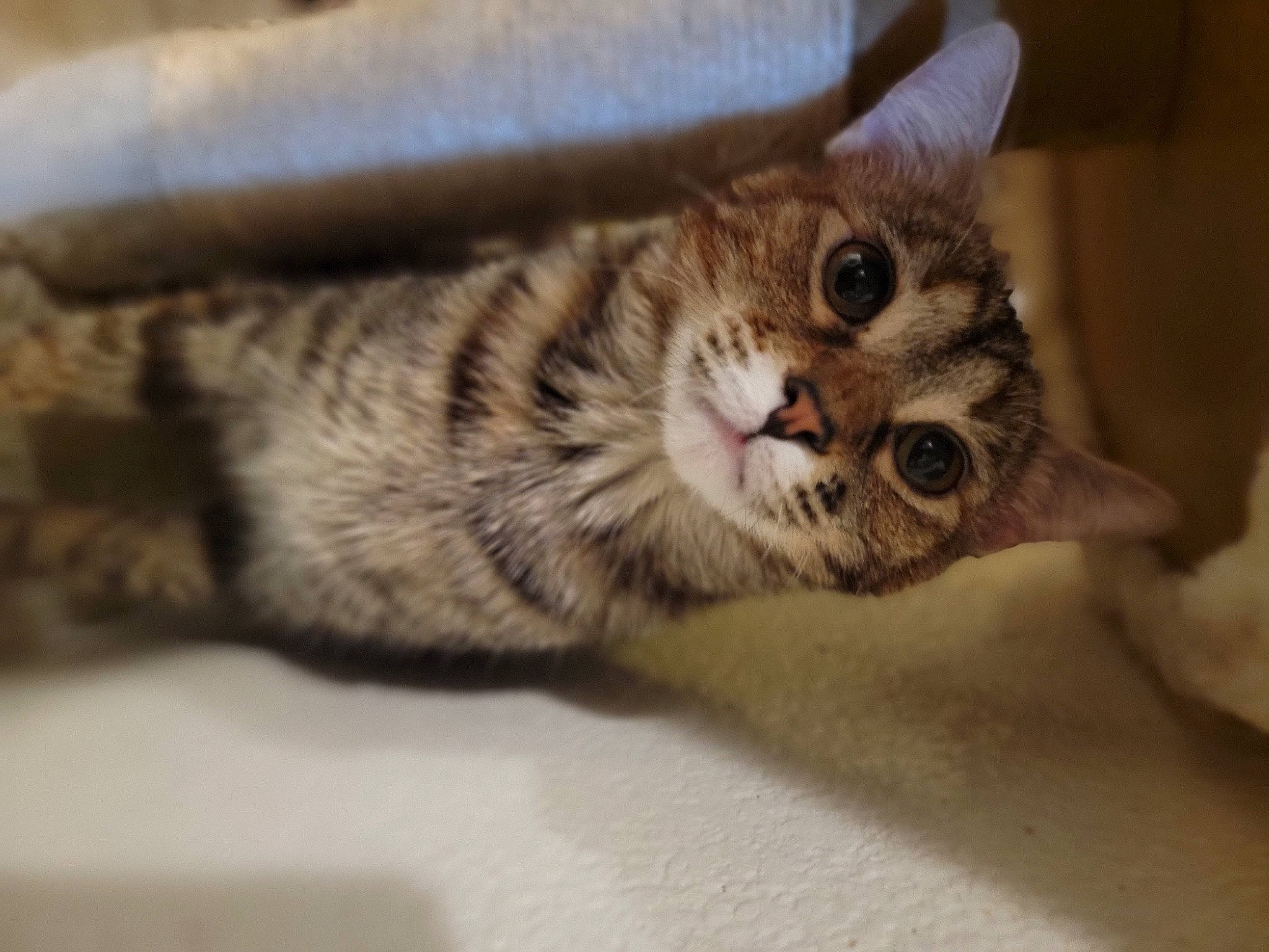 Luna joined the competition — help win amazing prizes! carnivore, cat, claw, comfort, domestic_short_haired_cat, felidae, fur, paw, small_to_medium_sized_cats, terrestrial_animal, whiskers