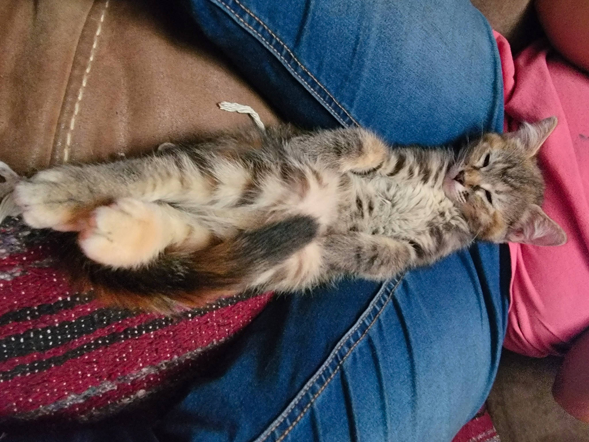 Luna joined the competition — help win amazing prizes! carnivore, cat, claw, comfort, denim, domestic_short_haired_cat, felidae, fur, gesture, human_leg, lap, nap, paw, sitting, small_to_medium_sized_cats, tail, whiskers