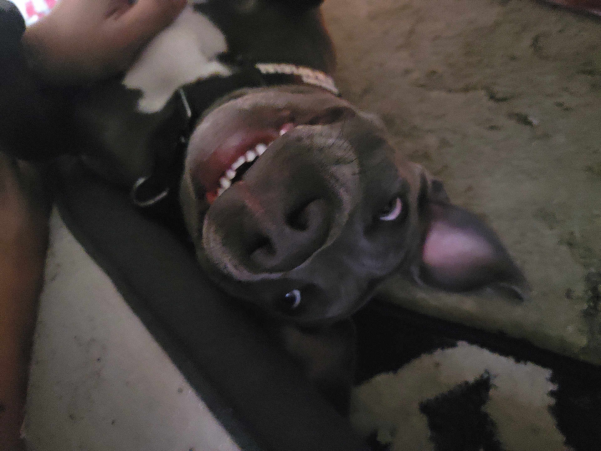 Stoney joined the competition — help win amazing prizes! dog, pet, canine, close_up, snout, nose, teeth, eyes, ear, collar, upside_down, lying_down, carpet, indoor, playful, adorable, tongue, portrait, smiling, fur