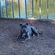 Stoney joined the competition — help win amazing prizes! dog, pitbull, canine, puppy, leash, collar, water, lake, railing, fence, dirt, ground, park, outdoor, resting, paws, reflection, sunlight, twigs, shoreline