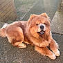 Simba joined the competition — help win amazing prizes! dog, chow_chow, fluffy, outdoor, concrete, steps, brick_wall, pet, animal, canine, smiling, fur, paws, resting, sunlight, happy, tongue, cute, mammal, companion
