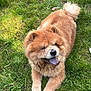 Simba joined the competition — help win amazing prizes! animal, canine, chow_chow, cute, dog, fluffy, friendly, fur, grass, happy, lying_down, mammal, nature, outdoor, park, pet, playful, summer, tongue, tongue_out