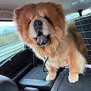 Simba joined the competition — help win amazing prizes! dog, chow_chow, fluffy, tongue, car_interior, pet, animal, furry, canine, transport, seat, window, crate, curious, standing, tan_fur, companion, cute, happy, indoors