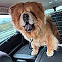 dog, chow_chow, fluffy, tongue, car_interior, pet, animal, furry, canine, transport, seat, window, crate, curious, standing, tan_fur, companion, cute, happy, indoors