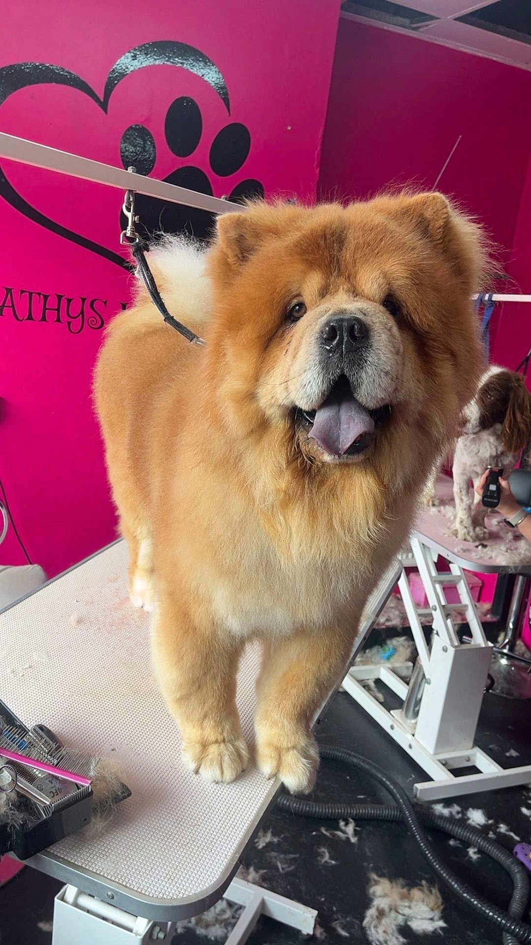 Simba is registered to the contest to win money with this photo: dog, chow_chow, grooming, pet_salon, grooming_table, fur, happy, tongue_out, indoor, pink_wall, paw_print, animal, pet, clippers, hair, person_hand, table, floor, hair_clippings, leash