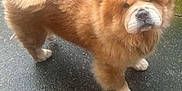 Simba is registered to the contest to win money with this photo: animal, brown, canine, chow_chow, companion, curled_tail, cute, dog, domestic_animal, fluffy, friendly, fur, looking, mammal, outdoor, pavement, pet, portrait, standing, wet_surface