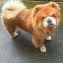 Simba is registered to the contest to win money with this photo: dog, chow_chow, fluffy, curled_tail, pavement, outdoor, pet, canine, fur, cute, animal, standing, looking, brown, wet_surface, mammal, domestic_animal, companion, portrait, friendly