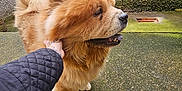 Simba joined the competition — help win amazing prizes! dog, chow_chow, pet, fluffy, outdoor, person, hand, tattoo, concrete, wall, fur, pavement, clothing, jacket, paw, side_view, daylight, companion, animal, friendly