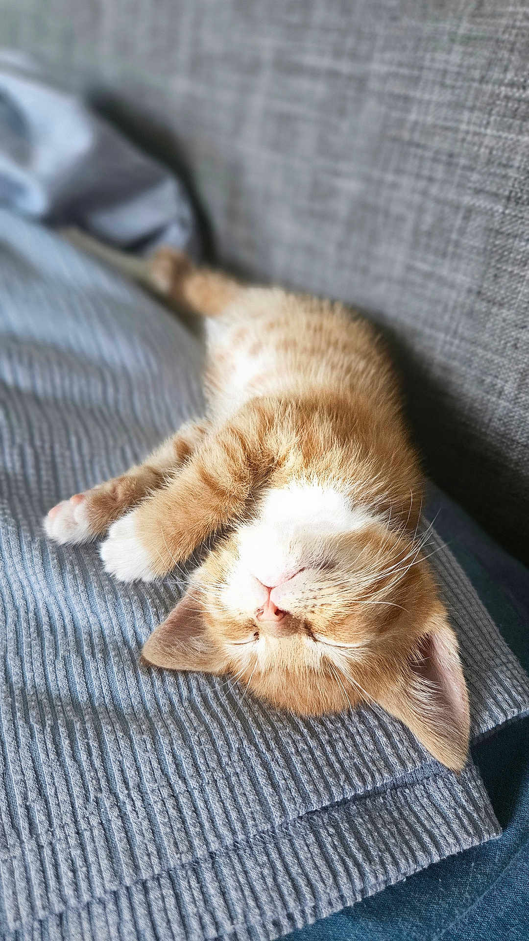 Tiger joined the competition — help win amazing prizes! kitten, cat, sleeping, nap, orange_cat, white_paws, fluffy, cute, pet, indoor, blanket, couch, cozy, fur, whiskers, relaxed, resting, animal, small, young