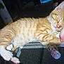 Tiger is registered to the contest to win money with this photo: adorable, animal, cat, closeup, comfort, cozy, cute, domestic_animal, feline, fur, hand, human_interaction, indoor, kitten, orange_tabby, paw, pet, relaxing, resting, sleeping