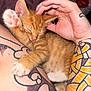 Tiger joined the competition — help win amazing prizes! kitten, cat, sleeping, paw, orange_tabby, tattoo, arm, human_hand, closeup, pet, cute, feline, nap, pink_paw, resting, animal, soft_fur, domestic_cat, indoor, cozy