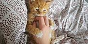 Tiger joined the competition — help win amazing prizes! kitten, cat, orange_cat, hand, tattoo, bed, blanket, patterned_blanket, cozy, playful, pet, animal, feline, cute, small, indoor, resting, person, skin, nibble