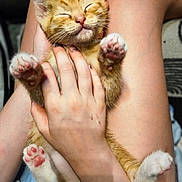 Tiger is registered to the contest to win money with this photo: cat, closeup, comfort, content, cozy, cute, fur, gentle_touch, human_hand, indoor, kitten, lap, legs, orange_tabby, pajamas, paws, pet, pink_paw_pads, relaxation, resting