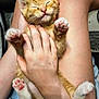 cat, closeup, comfort, content, cozy, cute, fur, gentle_touch, human_hand, indoor, kitten, lap, legs, orange_tabby, pajamas, paws, pet, pink_paw_pads, relaxation, resting