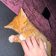 Tiger is registered to the contest to win money with this photo: kitten, orange_cat, paw, hand, licking, sleepy, cute, pet, feline, animal, resting, blanket, purple, indoor, soft, tiny, fur, claw, human, close_up