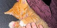 Tiger is registered to the contest to win money with this photo: animal, blanket, claw, close_up, cute, feline, fur, hand, human, indoor, kitten, licking, orange_cat, paw, pet, purple, resting, sleepy, soft, tiny