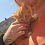 Tiger is registered to the contest to win money with this photo: kitten, cat, orange_cat, person, hand, tattoo, piercing, outdoor, daylight, blue_sky, building, window, shirt, orange_shirt, pet, animal, cute, feline, closeup, holding