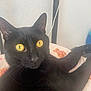 black_cat, cat, pet, animal, yellow_eyes, whiskers, fur, domestic_cat, relaxed, indoor, close_up, face, ears, bed, blanket, resting, feline, cute, looking_away, soft_light
