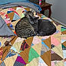 animal, bed, blanket, cat, cats, comfort, companion, cozy, cute, domestic, feline, fur, gray_cat, indoor, patchwork, pets, quilt, resting, sleeping, tabby_cat