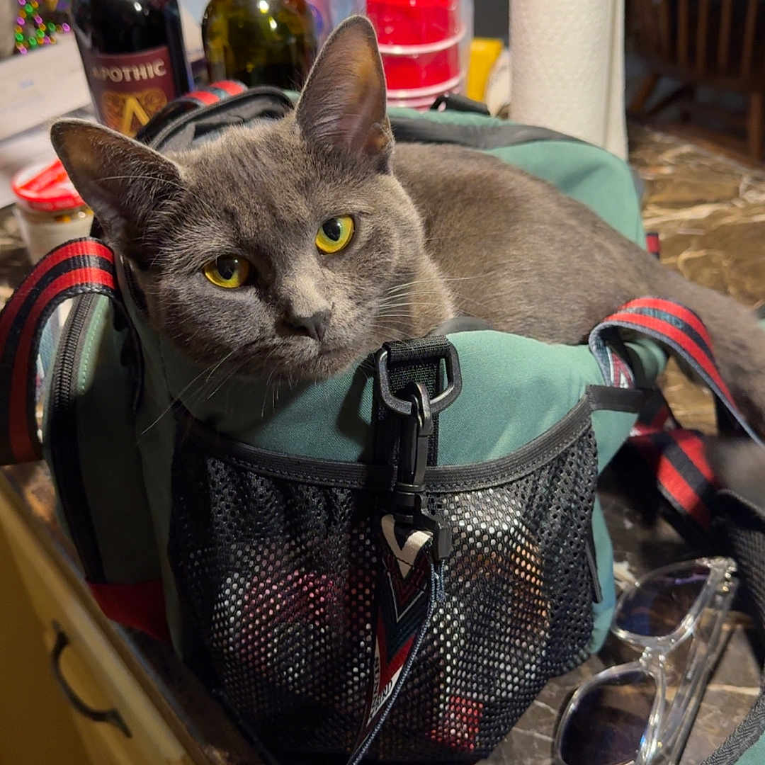 Nala is registered to the contest to win money with this photo: cat, gray_cat, bag, kitchen_countertop, bottle, red_cups, paper_towel, sunglasses, domestic, indoor, feline, yellow_eyes, curious, relaxed, household_items, marble_surface, straps, plastic_bag, background, wooden_chair