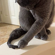 Nala joined the competition — help win amazing prizes! cat, gray_cat, pet, animal, feline, tail, curled_tail, paw, indoor, house, door, floor, curious, sitting, close_up, fur, whiskers, domestic_cat, cute, playful