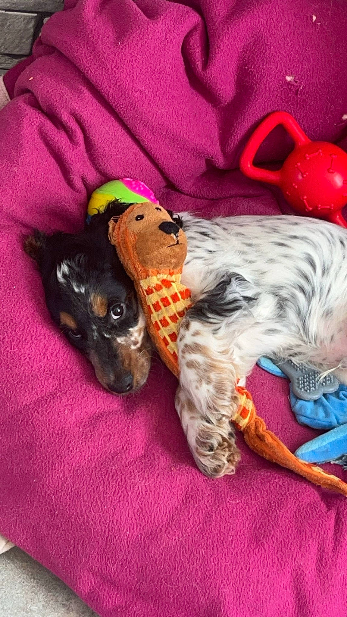 Tyson a rejoint le concours — aidez-le/la à gagner de superbes lots ! carnivore, comfort, companion_dog, dog, dog_breed, dog_clothes, dog_collar, dog_supply, fashion_accessory, fawn, felidae, fur, pet_supply, schnauzer, small_to_medium_sized_cats, sporting_group, tail, terrier, toy, toy_dog