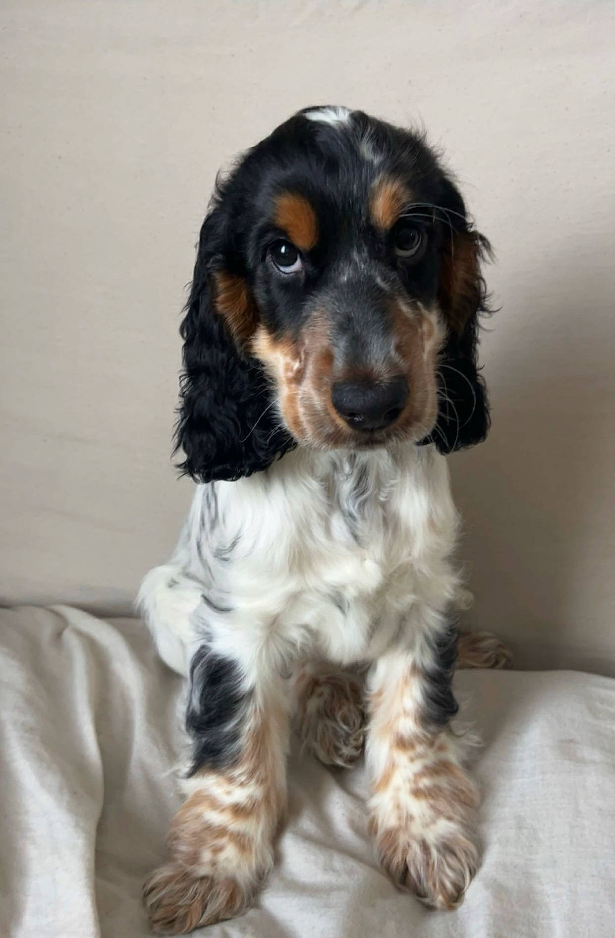 Tyson a rejoint le concours — aidez-le/la à gagner de superbes lots ! canidae, carnivore, cocker_spaniel, companion_dog, dog, dog_breed, fur, liver, snout, spaniel, sporting_group, toy_dog, water_dog, working_animal, working_dog