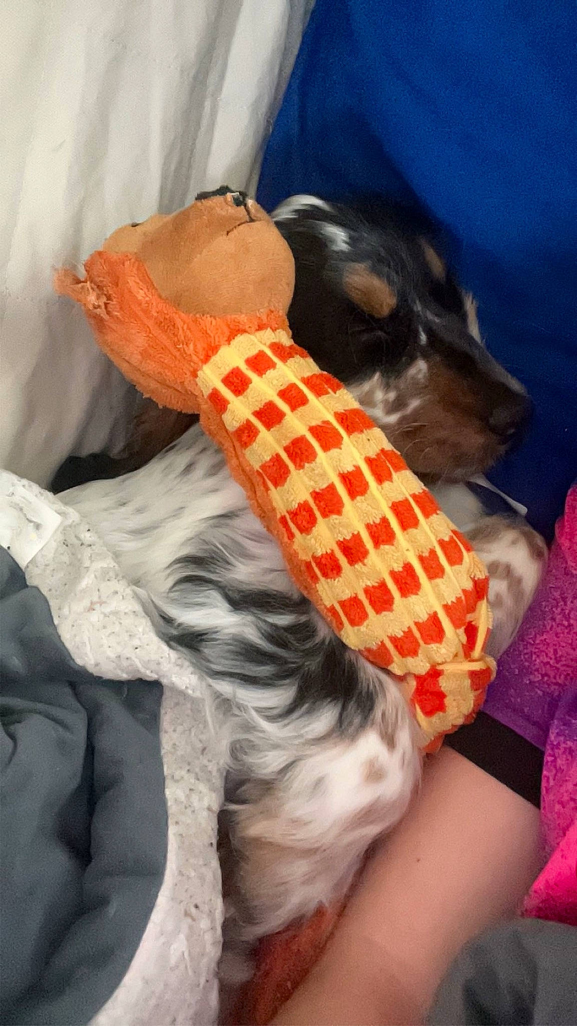 Tyson a rejoint le concours — aidez-le/la à gagner de superbes lots ! canidae, carnivore, comfort, companion_dog, dog, dog_breed, dog_clothes, dog_supply, fashion_accessory, fawn, fur, guard_dog, linens, neck, pattern, pet_supply, sleeve, sporting_group, textile, working_animal