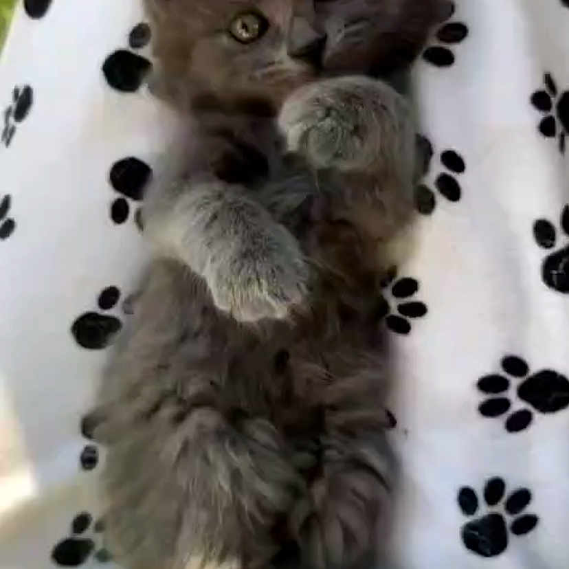 Under participe au concours pour gagner de l'argent avec cette photo : abyssinian, angora, animal, blanket, cat, cheetah, face, head, kitten, lynx, manx, ocelot, person, pet, siamese