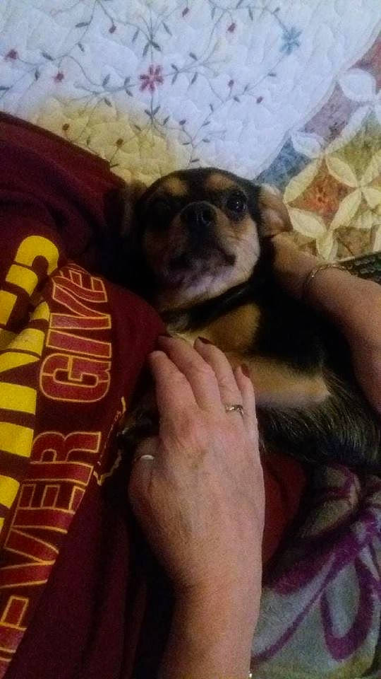 Flokie joined the competition — help win amazing prizes! canidae, carnivore, companion_dog, dog, dog_breed, fawn, non_sporting_group, pug, puppy, shih_tzu, sloth, toy_dog