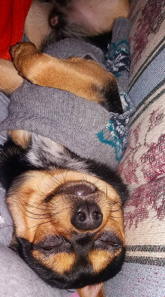 Flokie joined the competition — help win amazing prizes! canidae, carnivore, companion_dog, dog, dog_breed, ear, fawn, mammal, miniature_pinscher, nap, nose, paw, puppy, puppy_love, sleep, snout, vertebrate