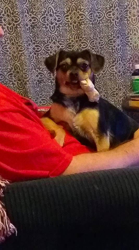 Flokie is registered to the contest to win money with this photo: canidae, carnivore, companion_dog, dog, dog_breed, fawn, huntaway, mammal, miniature_pinscher, puppy, puppy_love, rottweiler, vertebrate, working_dog, yorkshire_terrier