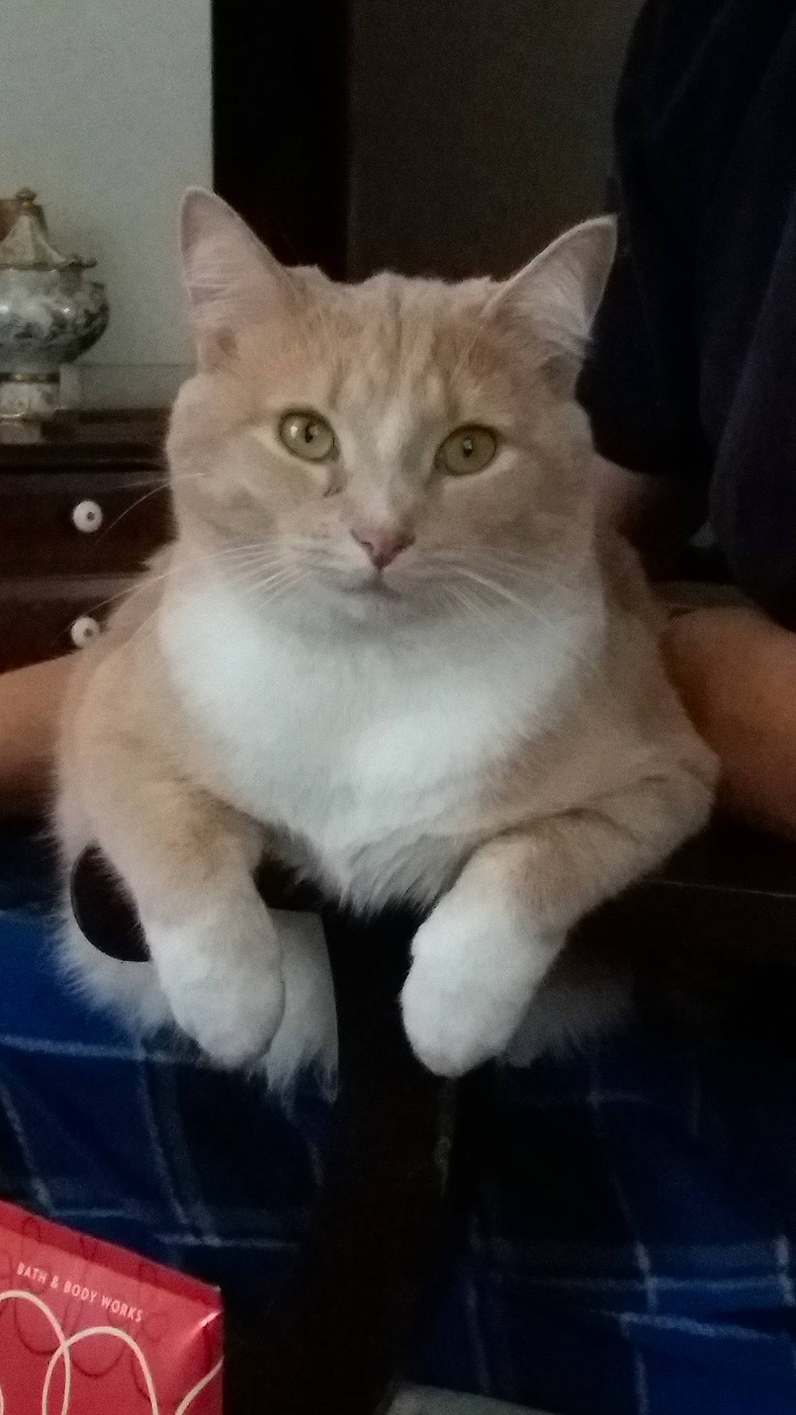 Sammy is registered to the contest to win money with this photo: aegean_cat, american_wirehair, asian, british_shorthair, burmilla, carnivore, cat, domestic_short_haired_cat, european_shorthair, fawn, felidae, kitten, mammal, polydactyl_cat, small_to_medium_sized_cats, vertebrate, whiskers