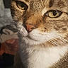 Pépite participe au concours pour gagner de l'argent avec cette photo : cat, tabby, close_up, pet, feline, indoor, animal, whiskers, fur, face, eyes, paw, relaxed, domestic, mammal, portrait, cute, soft_light, background, cozy