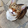 Pépite participe au concours pour gagner de l'argent avec cette photo : cat, tabby_cat, looking_up, green_eyes, white_chest, outdoor, stone_pavement, curious, pet, animal, feline, whiskers, ears, nose, paw, footwear, shoe, texture, close_up, daylight
