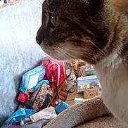 Pépite participe au concours pour gagner de l'argent avec cette photo : cat, tabby_cat, pet, indoor, cat_bed, furniture, shelf, books, bag, cozy, animal, side_view, domestic_cat, curious, feline, closeup, soft_texture, household, background, resting