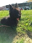 Enita participe au concours pour gagner de l'argent avec cette photo : cane_corso, canidae, carnivore, dog, dog_breed, german_shepherd_dog, grass, guard_dog, horse, lawn, liver, newfoundland, pony, schnauzer, shetland_pony, sporting_group, stallion, terrier