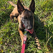 Hera participe au concours pour gagner de l'argent avec cette photo : dog, grass, leash, outdoor, pet, canine, animal, nature, sunlight, ears, tongue, brown, black, resting, playful, summer, happy, field, collar, young