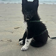 Ayko a rejoint le concours — aidez-le/la à gagner de superbes lots ! puppy, dog, beach, sand, black, white, sitting, harness, leash, outdoor, animal, cute, pet, fur, portrait, nature, young, playful, water, sky