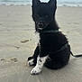 puppy, dog, beach, sand, black, white, sitting, harness, leash, outdoor, animal, cute, pet, fur, portrait, nature, young, playful, water, sky