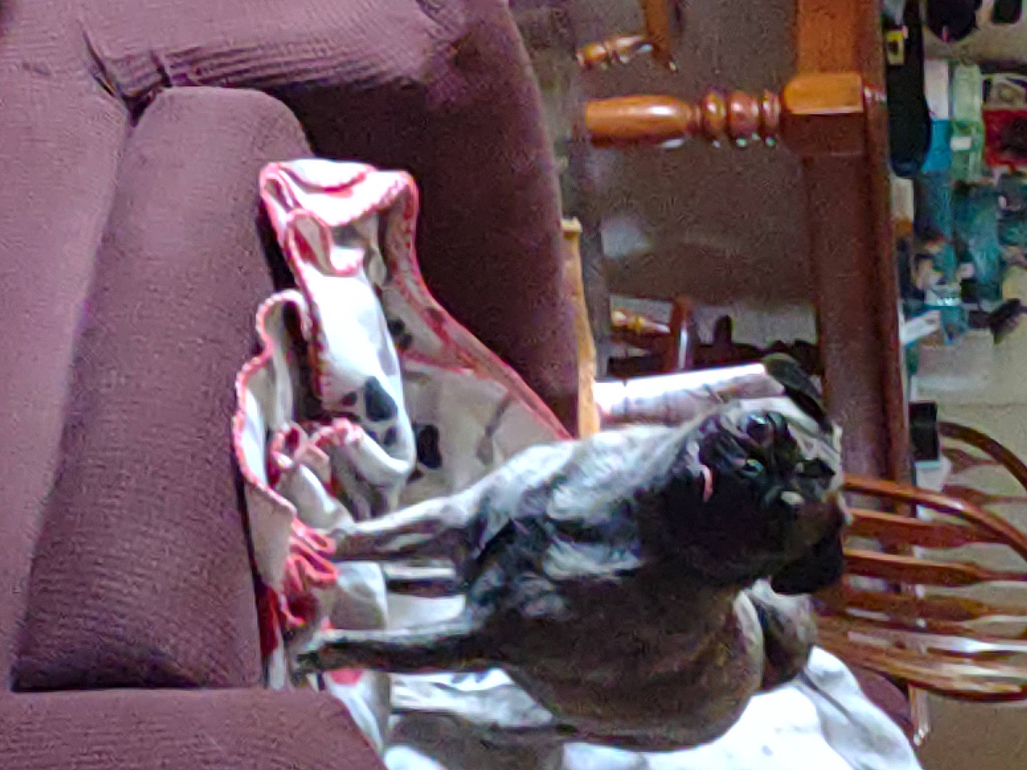 Kiwi joined the competition — help win amazing prizes! art, carmine, carnivore, comfort, companion_dog, dog, felidae, fur, hardwood, human_leg, linens, machine, magenta, room, sculpture, small_to_medium_sized_cats, sporting_group, statue, wood, working_animal