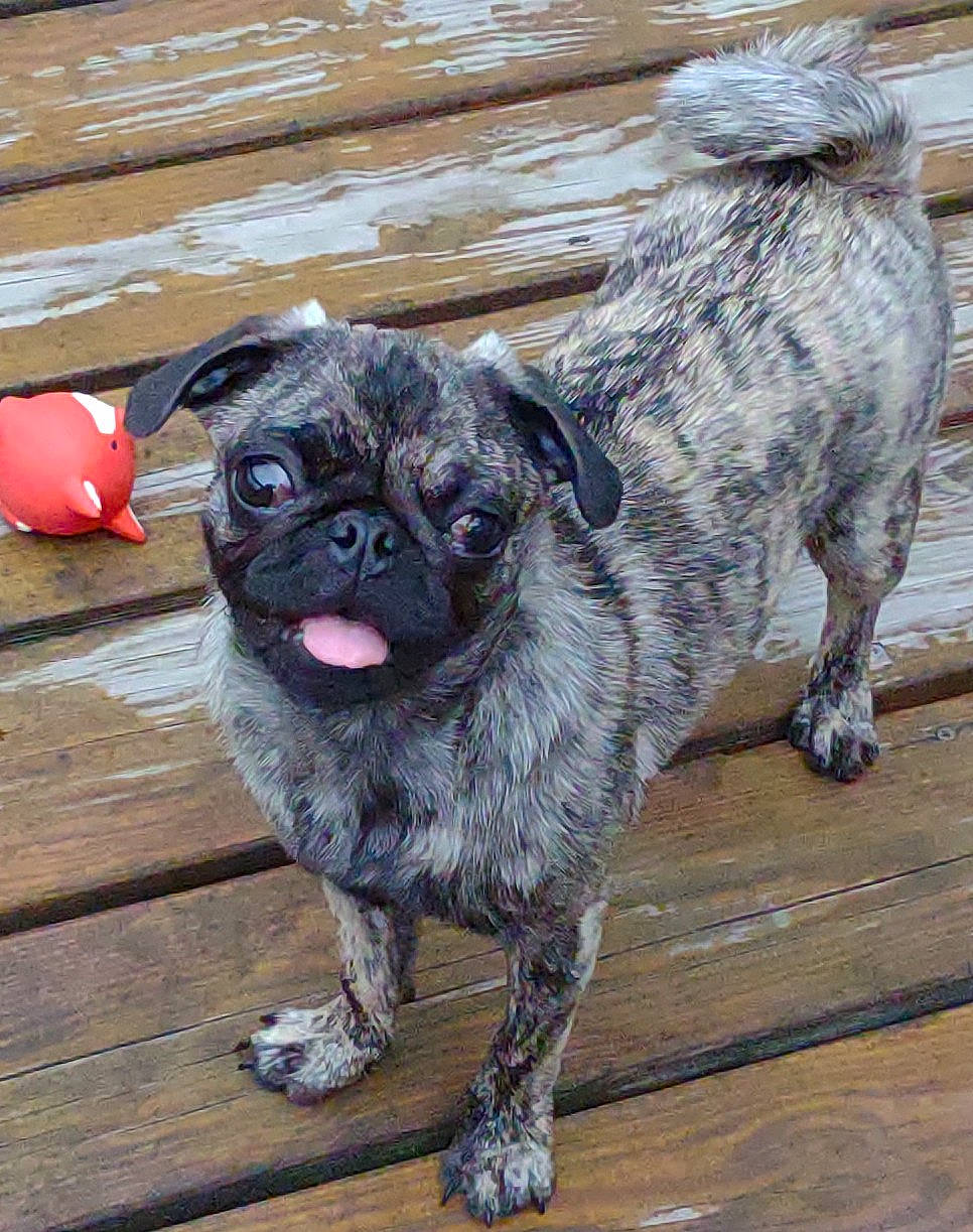 Kiwi joined the competition — help win amazing prizes! canidae, carnivore, collar, companion_dog, dog, dog_breed, dog_collar, fawn, flooring, fur, pug, snout, sporting_group, tail, terrestrial_animal, toy_dog, whiskers, wood, working_animal, wrinkle