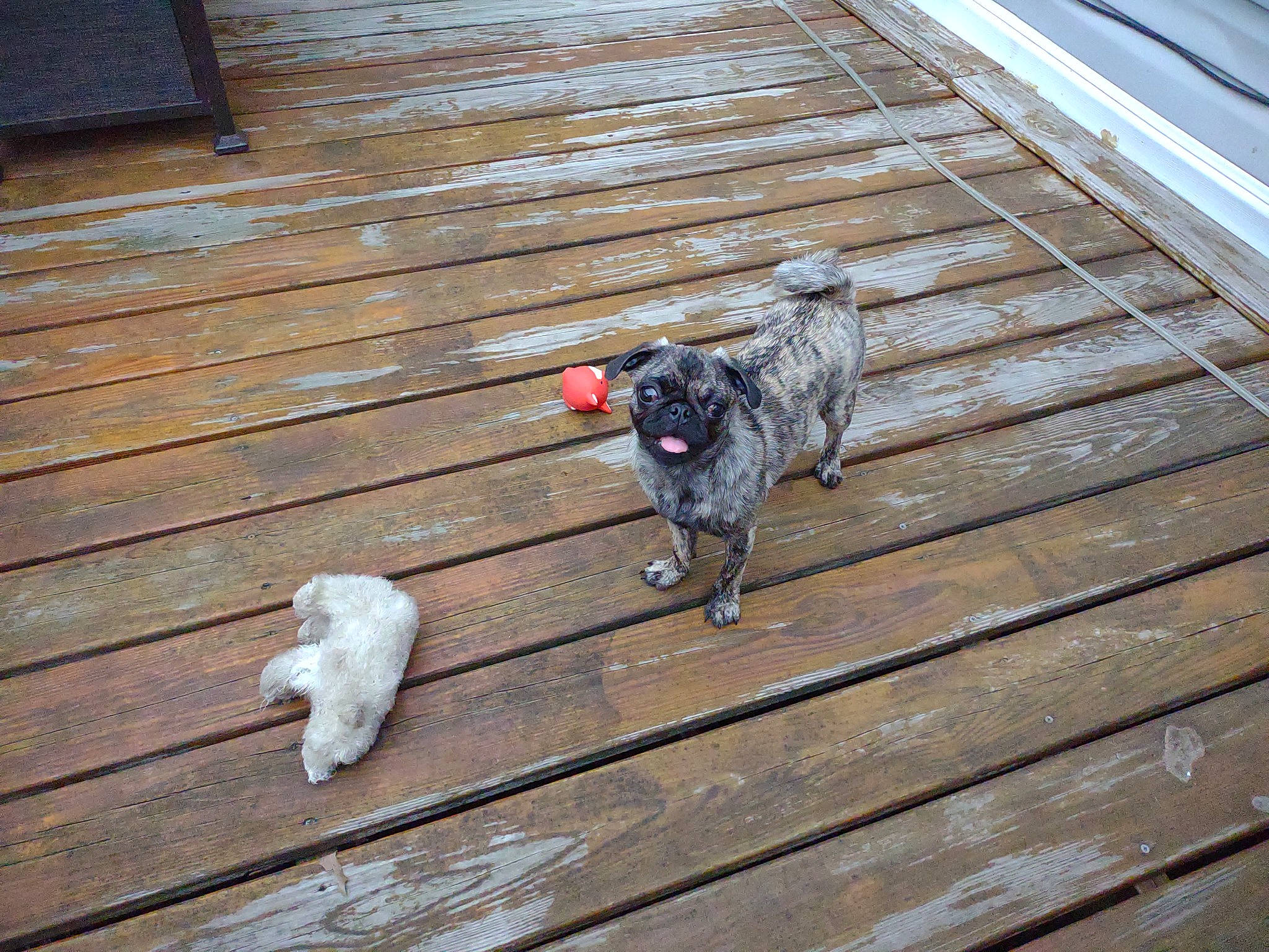 Kiwi is registered to the contest to win money with this photo: carnivore, companion_dog, dog, dog_breed, fawn, felidae, flooring, hardwood, laminate_flooring, line, mammal, plank, small_to_medium_sized_cats, snout, tail, vertebrate, whiskers, wood, wood_stain, working_animal