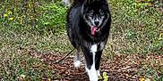 Thiemo a rejoint le concours — aidez-le/la à gagner de superbes lots ! animal, canine, dog, eskimodog, grass, grove, husky, jungle, land, nature, outdoors, path, pet, plant, puppy, rainforest, soil, tree, vegetation, woodland