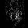 animal, black_fur, blue_eyes, canine, close_up, cold, dark_background, face, fur, intense_gaze, majestic, mammal, nature, outdoor, portrait, predator, snow, wildlife, winter, wolf