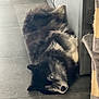 animal, black_and_white, blue_eyes, cabinet, calm, cozy, dog, floor, fur, furniture, home, husky, indoor, looking_at_camera, lying_down, pet, quiet, relaxed, scratching_post, tile